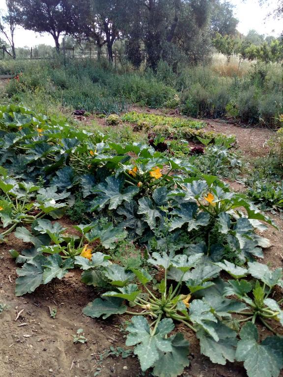 Case Cordovani Magliano in Toscana Dış mekan fotoğraf