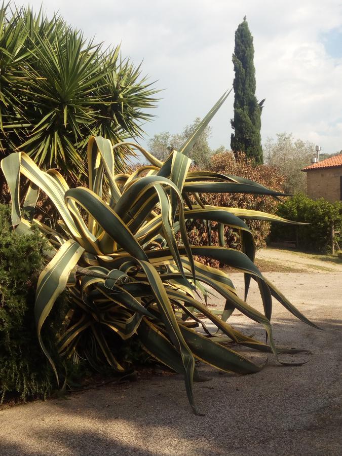 Case Cordovani Magliano in Toscana Dış mekan fotoğraf